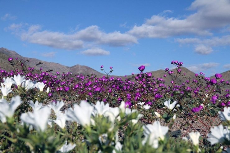 Dünyanın En Kurak Yeri Atacama Çölü'nde Çiçekler Açtı