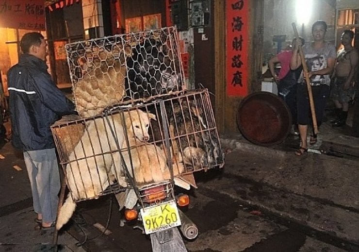 Her Yil Cin De Duzenlenen Yulin Kopek Yeme Festivali Tarihi Olaylar