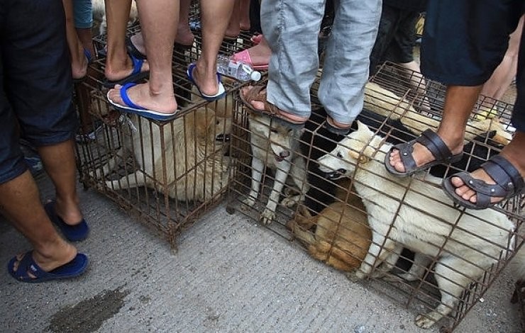 Her Yil Cin De Duzenlenen Yulin Kopek Yeme Festivali Tarihi Olaylar